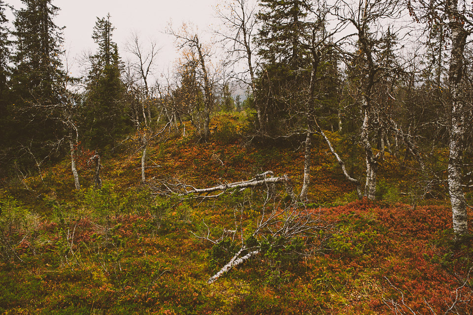 0049-Wedding Photographer Lapland