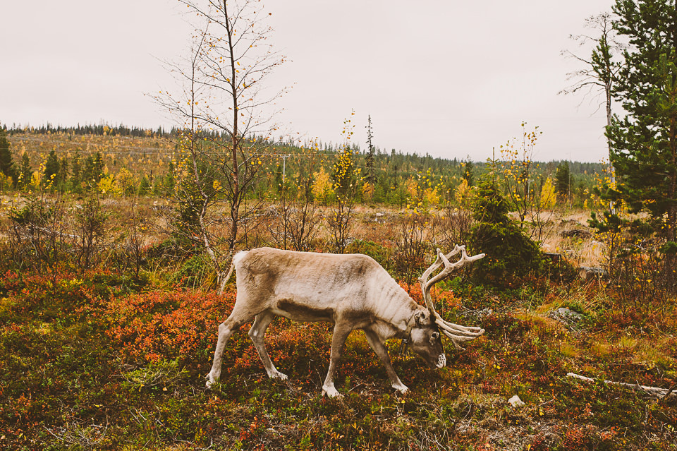 0058-Wedding Photographer Lapland