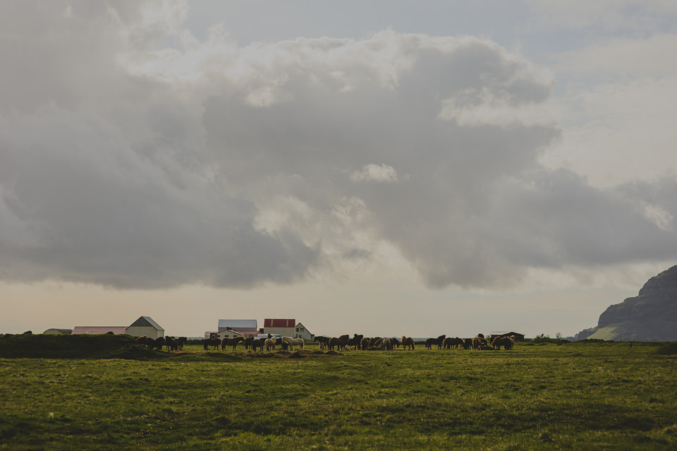 Icelandic Horses