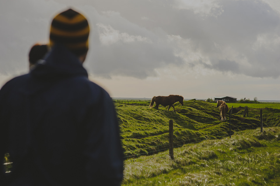 Icelandic horse