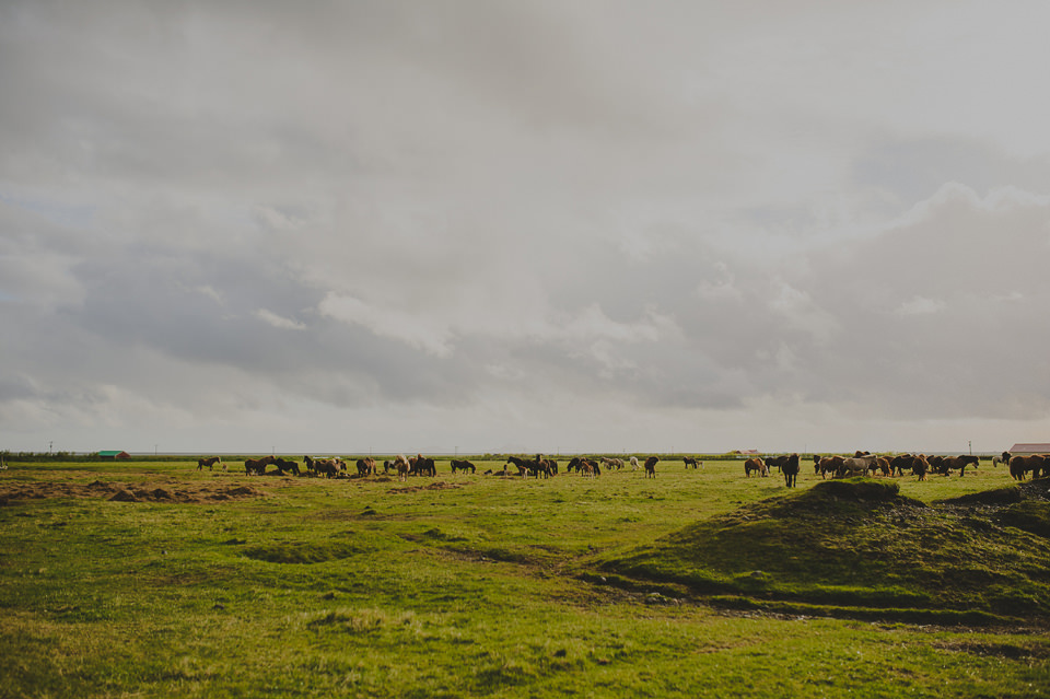 Icelandic Horses