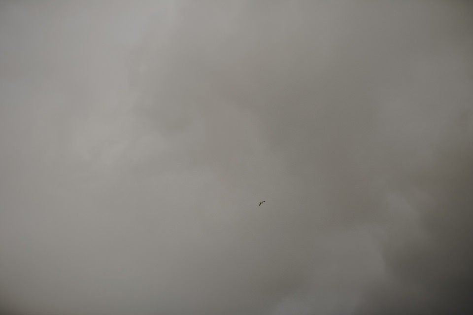 Icelandic bird in the sky