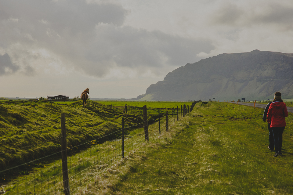 Icelandic Horse 2