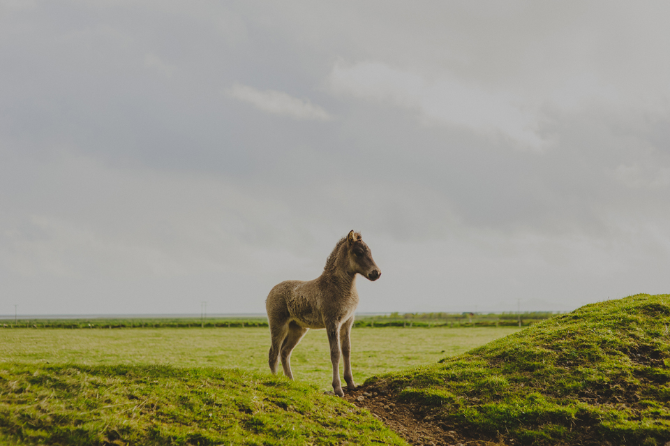 Icelandic horse