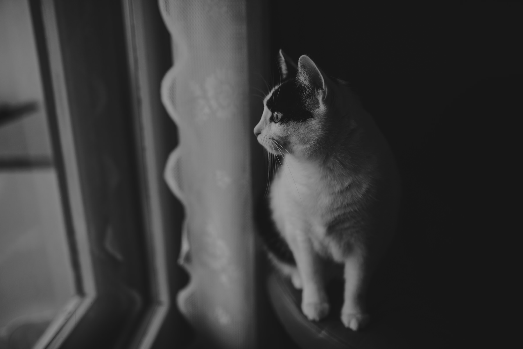 Cat photography 0001