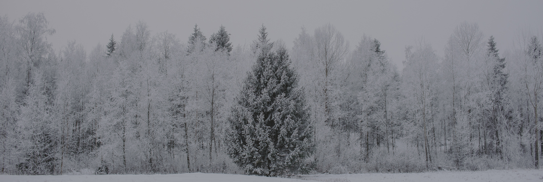 Winter Wonderland // Jämsä