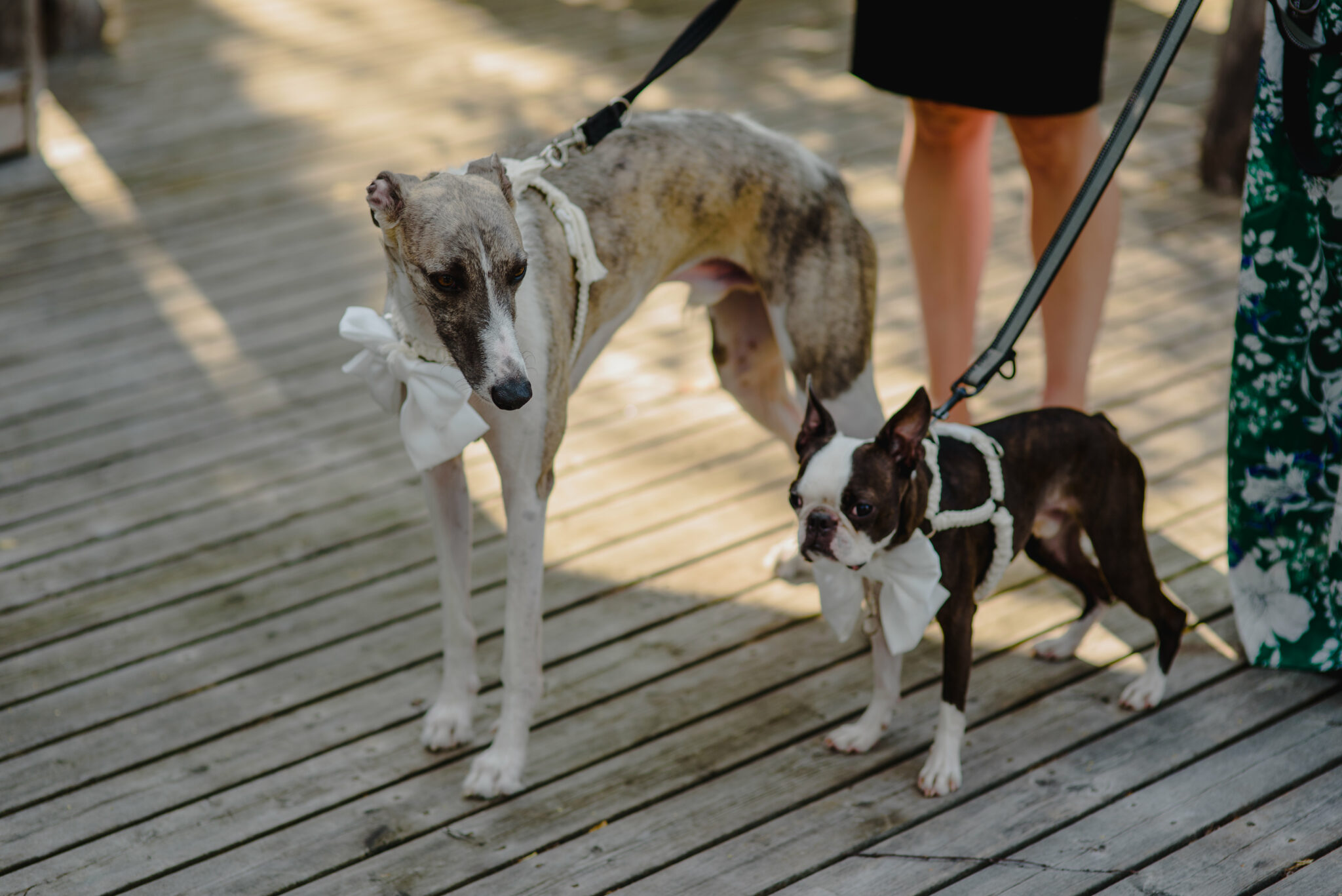 Dogs as ringbearers